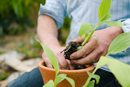 Het Stekken van Bananenplanten: Een Gids voor Succes
