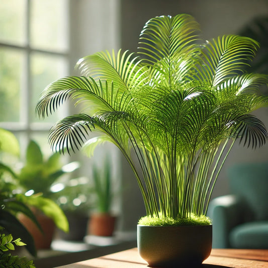 Mexicaanse dwergpalm