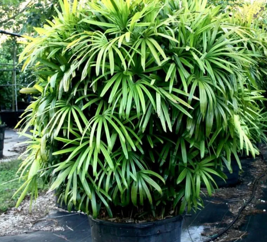 De Ladypalm