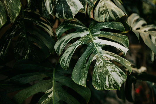 De Monstera: De Koning van de Kamerplanten