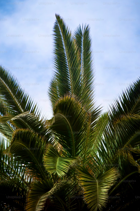 De vossenstaartpalm