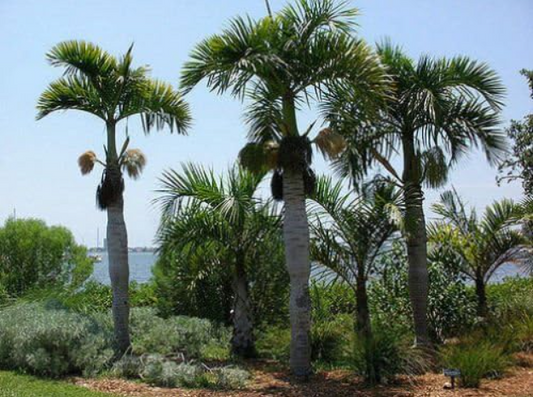 De Spindelpalm