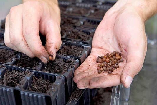 De beste zaaitechnieken voor exotische planten!