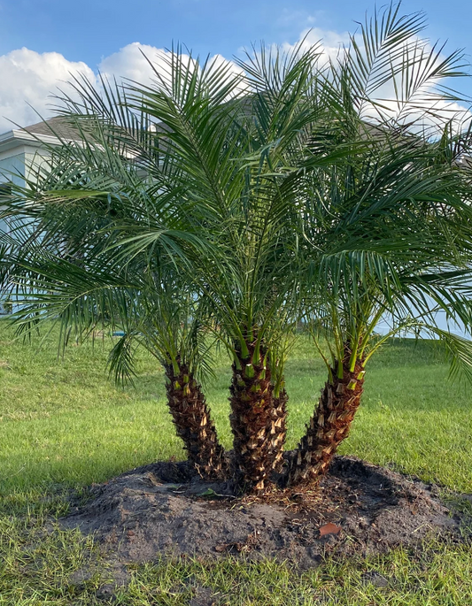 De dwergdadelpalm