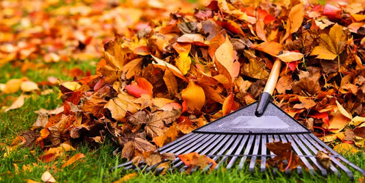 Wat zaai ik in de herfst? 🌱🍂 Tropische en exotische planten