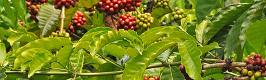De koffieplant
