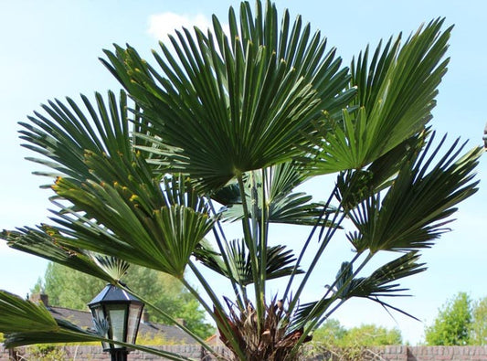 Winterharde palmen voor jouw tuin!