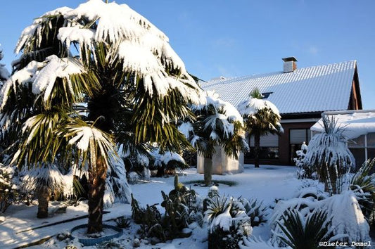 Winterharde palmbomen in de tuin