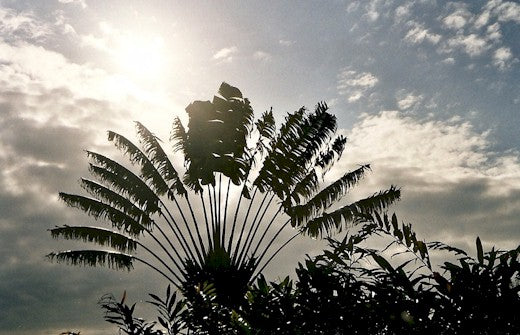 De Reizigersboom (Ravenala madagascariensis)