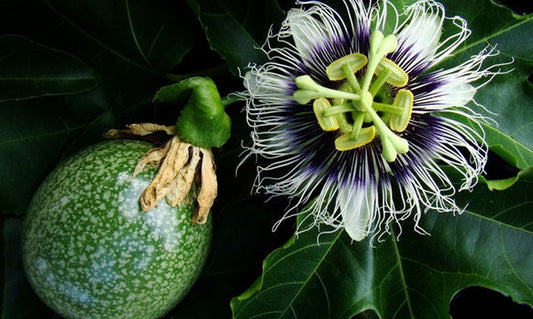 ๐ Zelf tropisch fruit kweken? Het kan gewoon in Nederland!