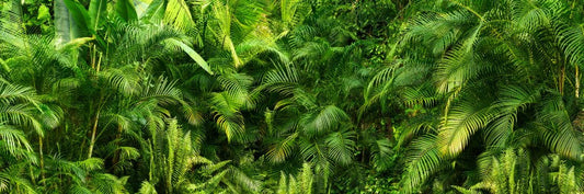 🌴 De Beste Winterharde Palmbomen voor Nederland (Inclusief Zaaitips!)