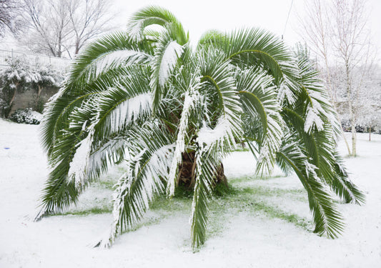 Zaai beschrijving winterharde palmbox