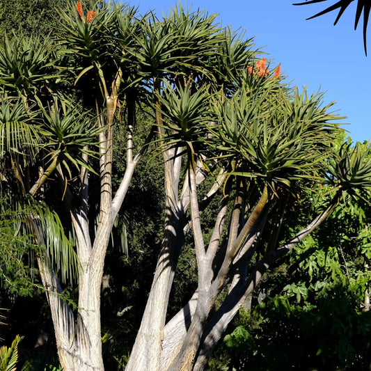 Aloe Barberea Zaden
