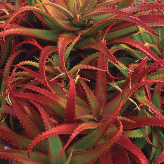 Aloe Cameronii Zaden