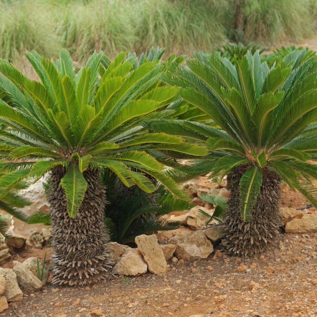 Cycas Revoluta - 5 Zaden