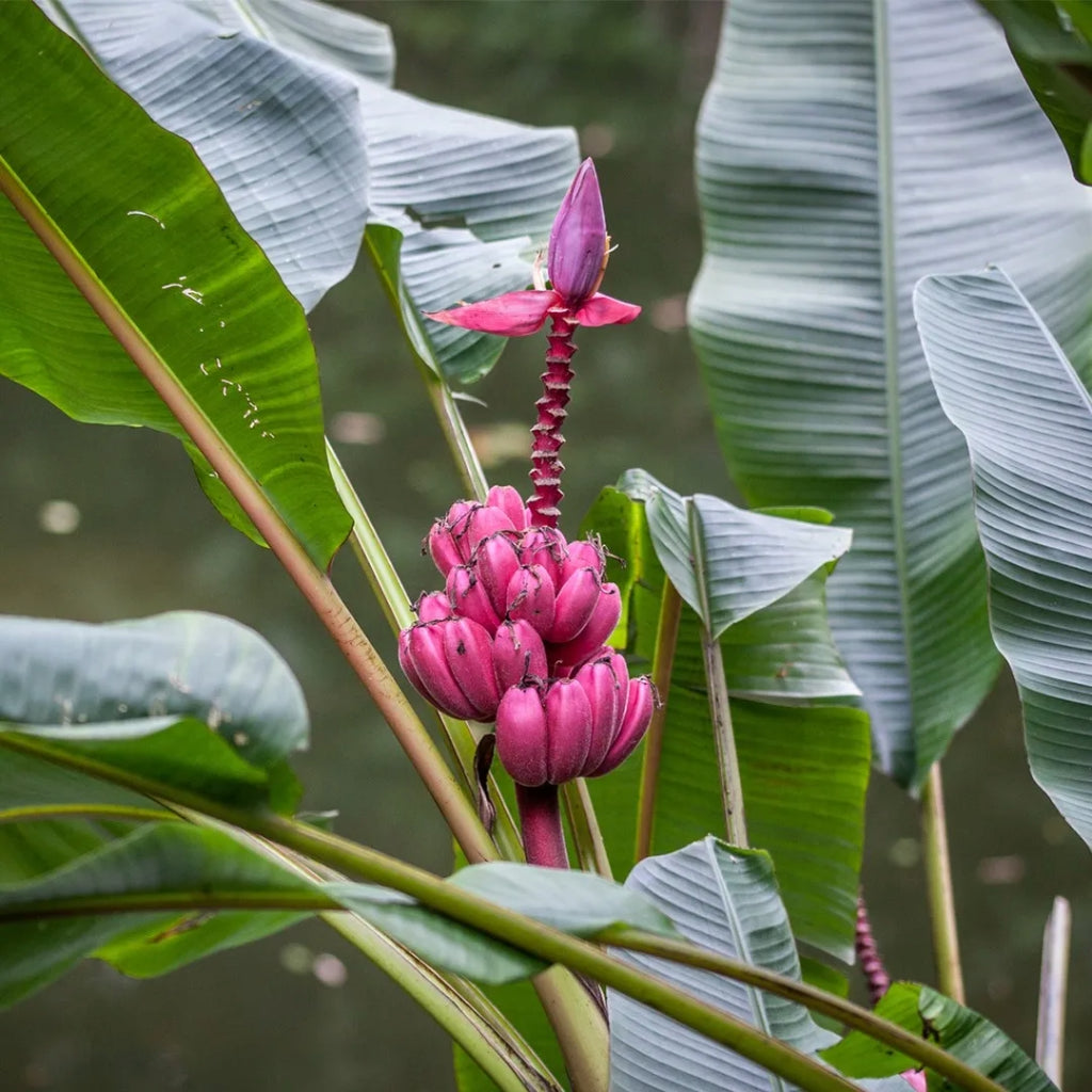 Roze Banaan - 5 Zaden