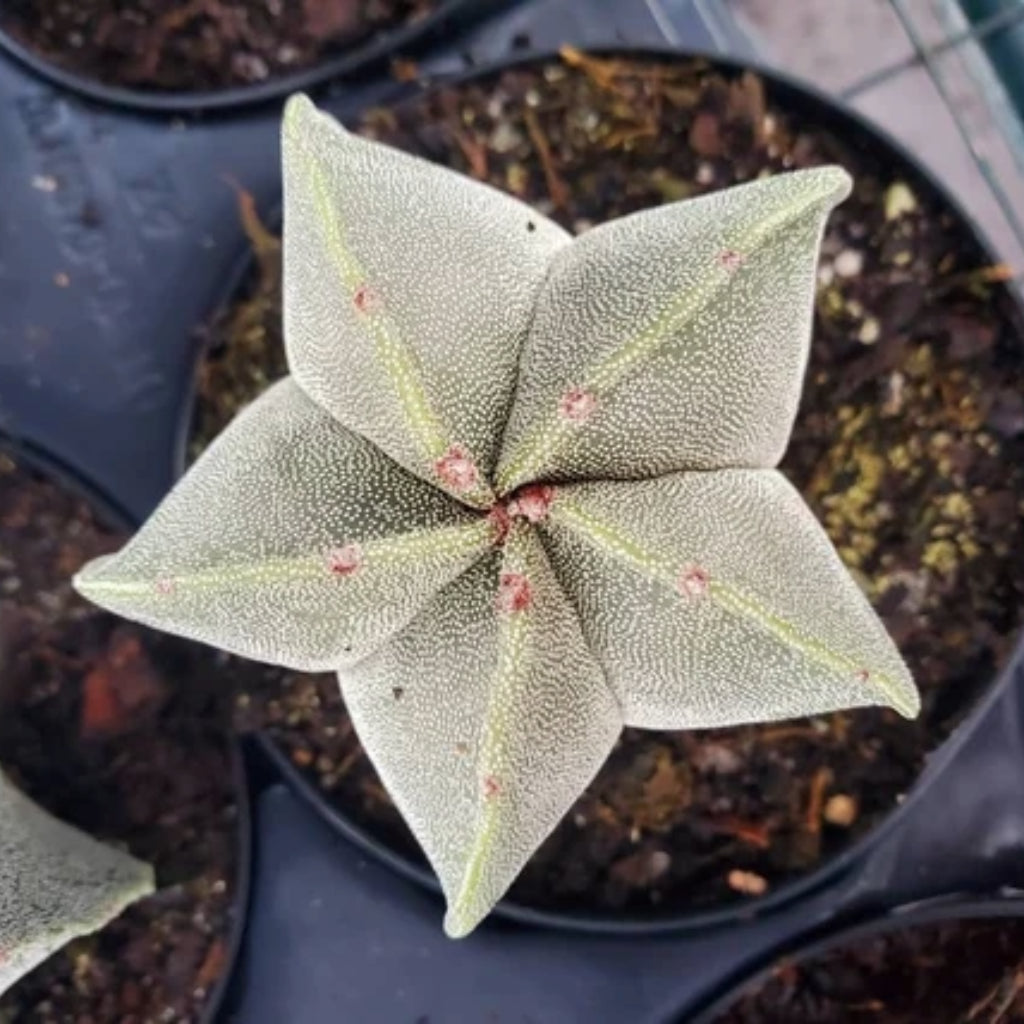 Bisschopskap Cactus - 10 Zaden