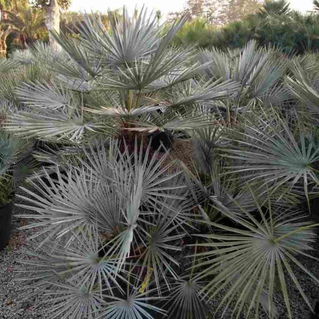 Atlas blauwe waaier palm - 5 Zaden