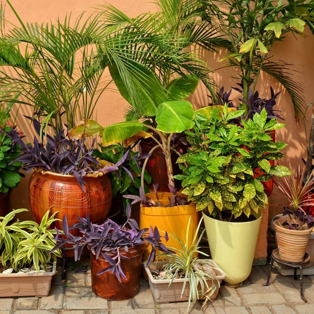 Exotische plantenbox