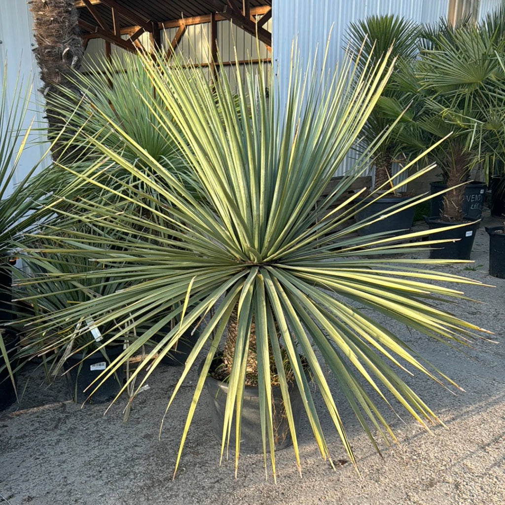 Nolina Nelsoni - 10 Zaden