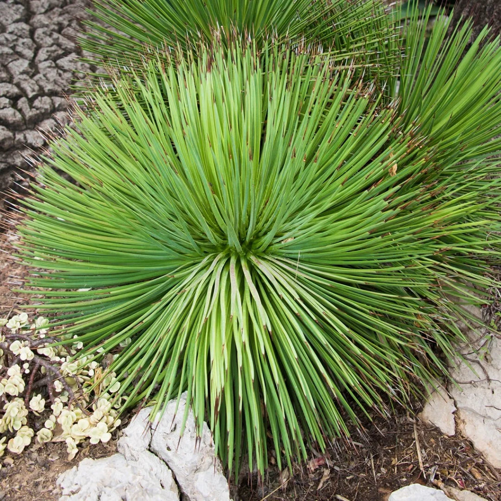 Agave Striata - 10 Zaden