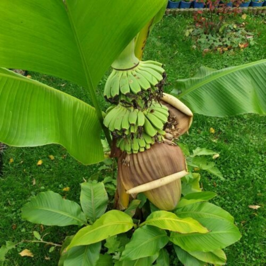 Bulada Banaan - 10 Zaden