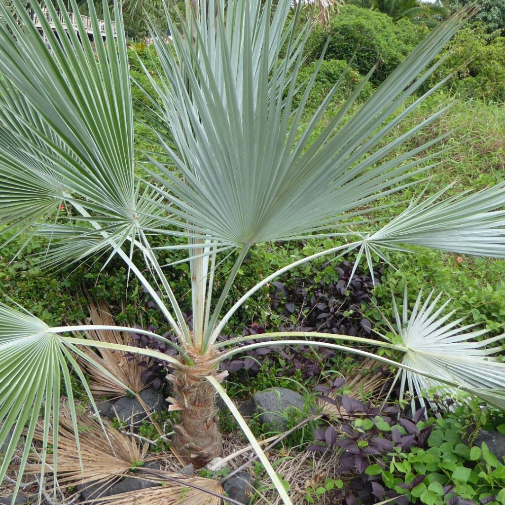 Blauwe Hesperpalm - 5 Zaden