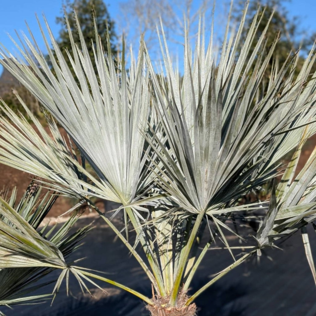 Zilveren rots palm