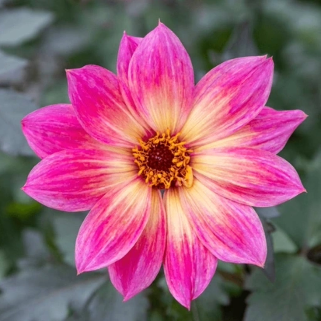 Dahlia Australis - 10 Zaden