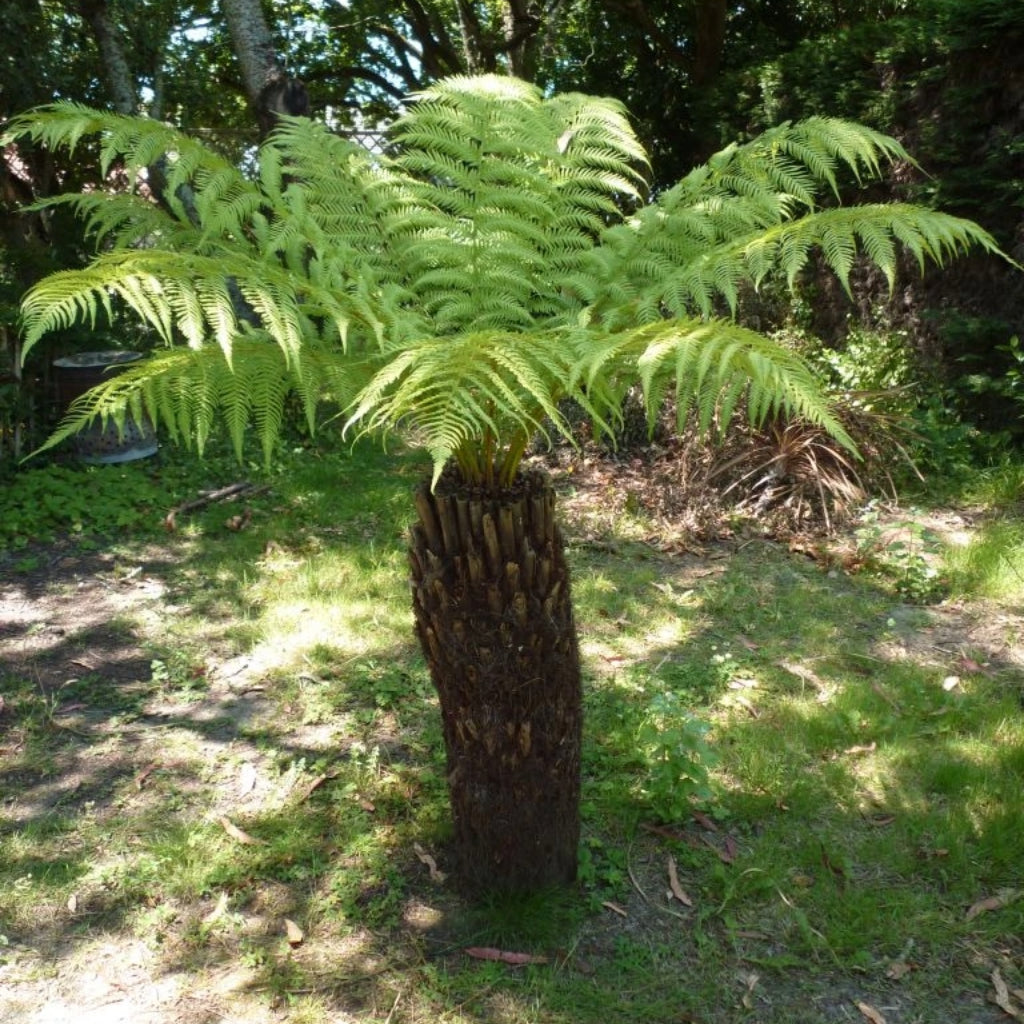 Dicksonia Antartica 1000 Sporen