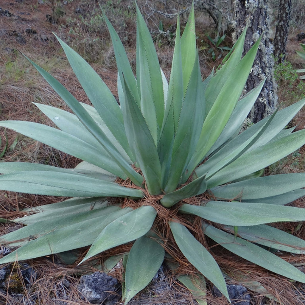 Agave Obscura - 10 Zaden
