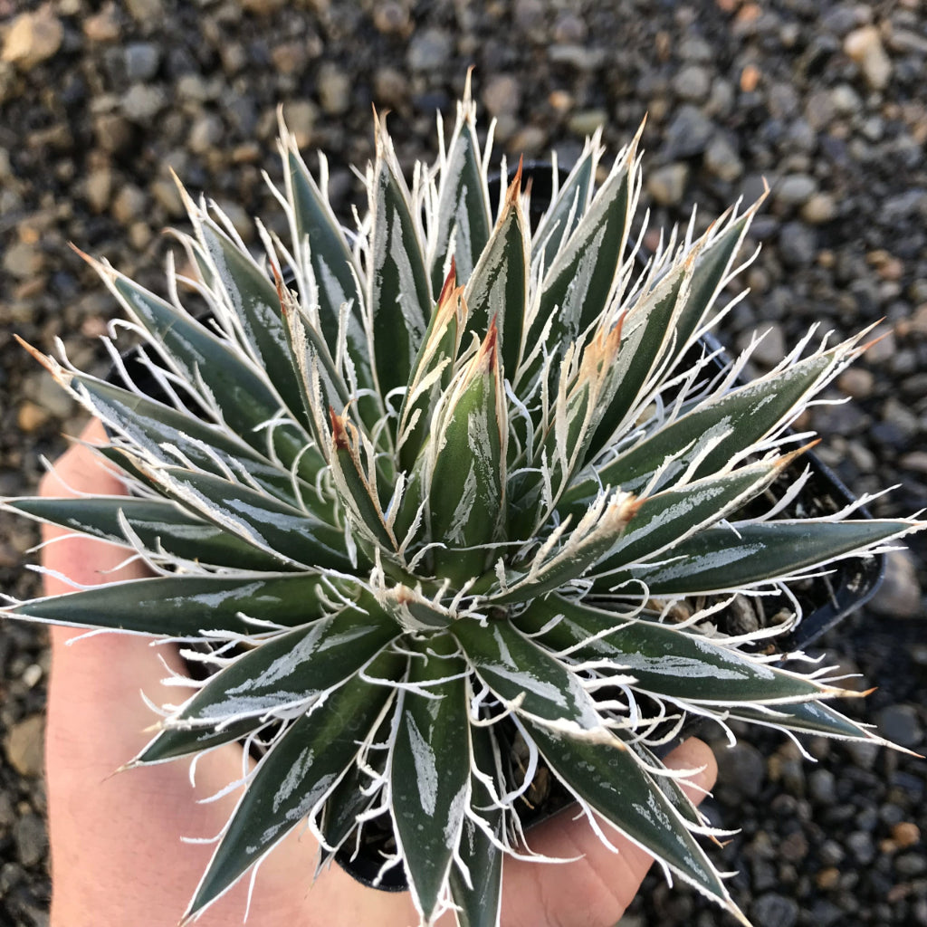 Agave Schidigera - 10 Zaden