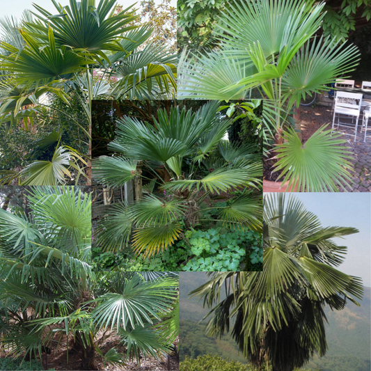 Trachycarpus Box