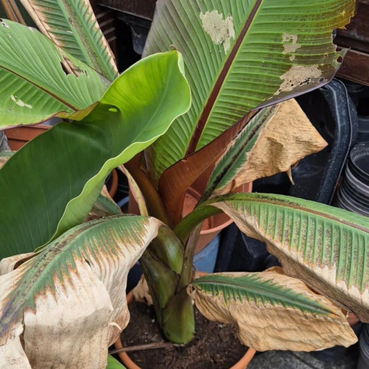 Ensete Ventricosum 'Maurelli' Zaailing Pre-order