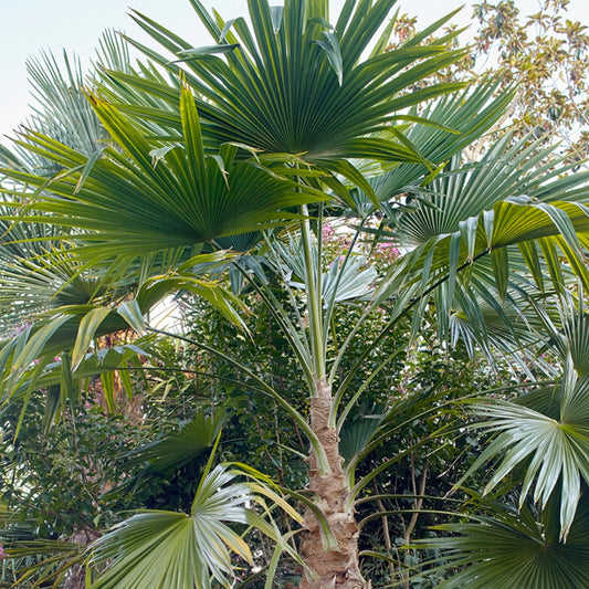 Trachycarpus ;atisectus