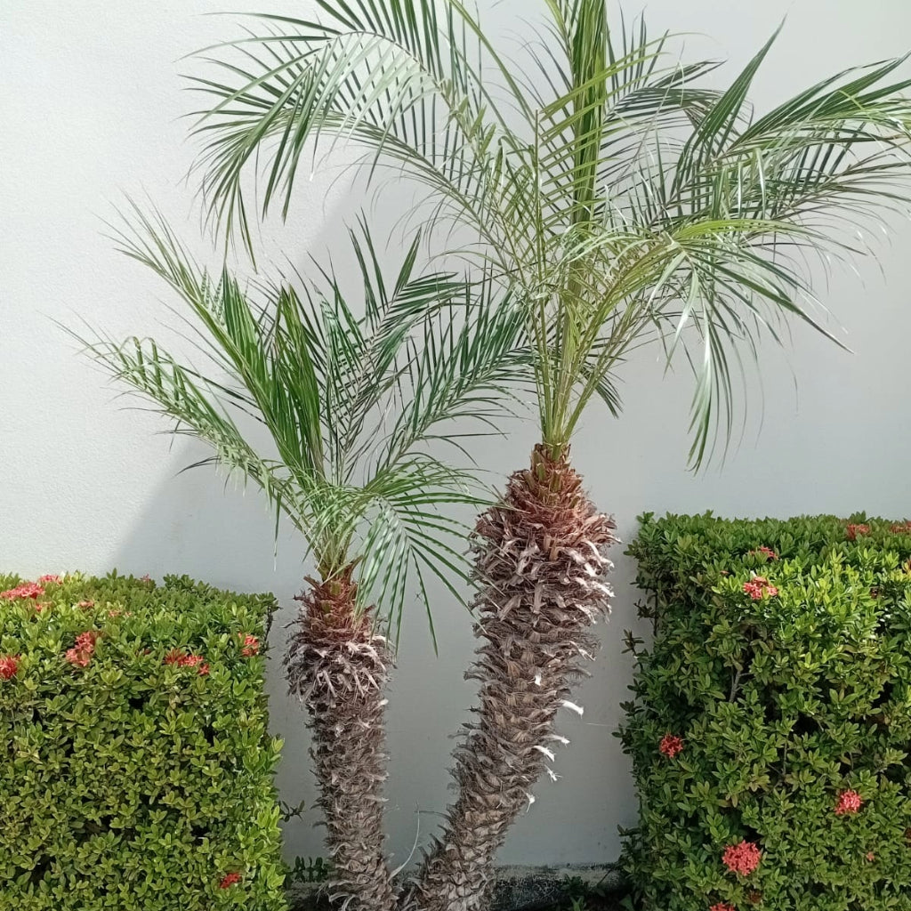 Dwergdadelpalm zaden