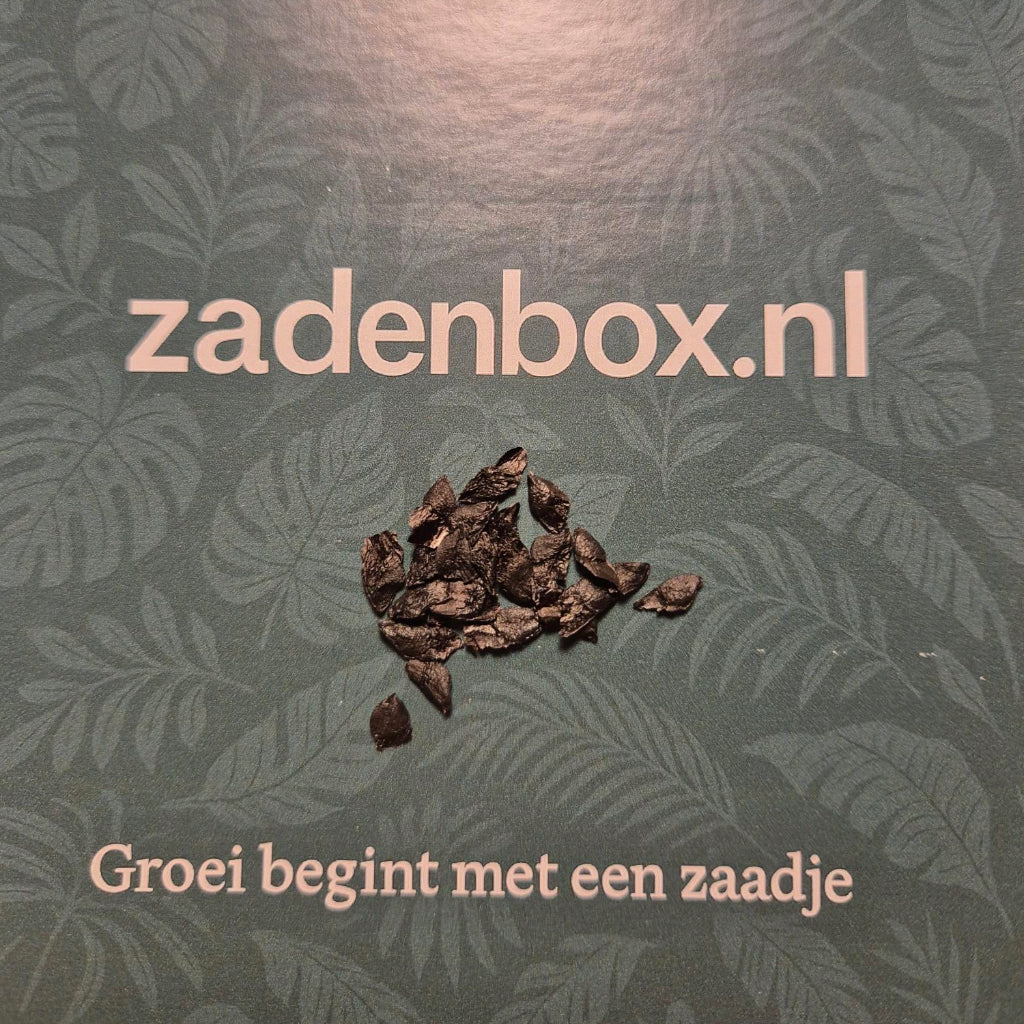 Afrikaanse Lelie Zaden