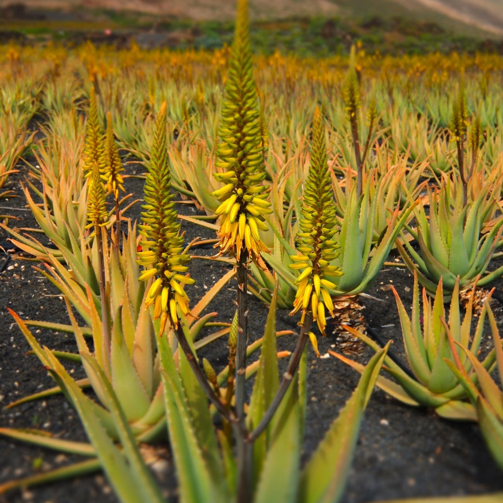 Dune Aloe Zaden