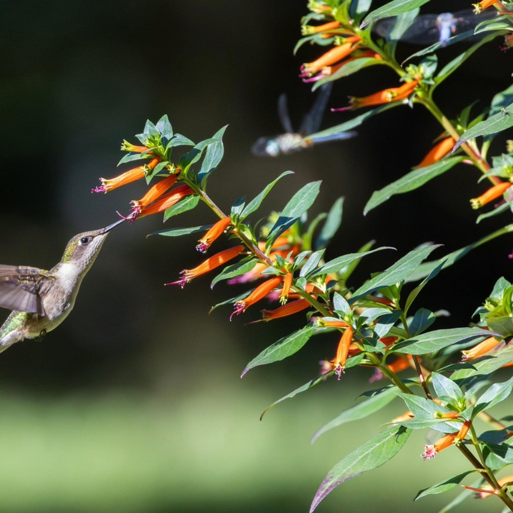 Luciferplant - 10 Zaden