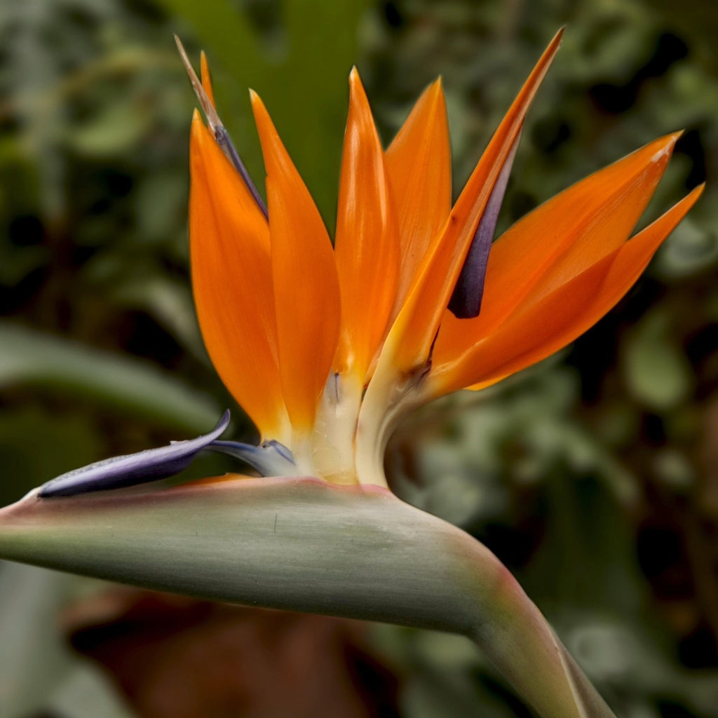 Strelitzia Reginae, De Vogel Van Het Paradijs Met Groene Bladeren Op De Achtergrond Stock Foto Strelitzia Reginae, De Vogel Van Het Paradijs Met Groene Bladeren Op De Achtergrond Stock Foto