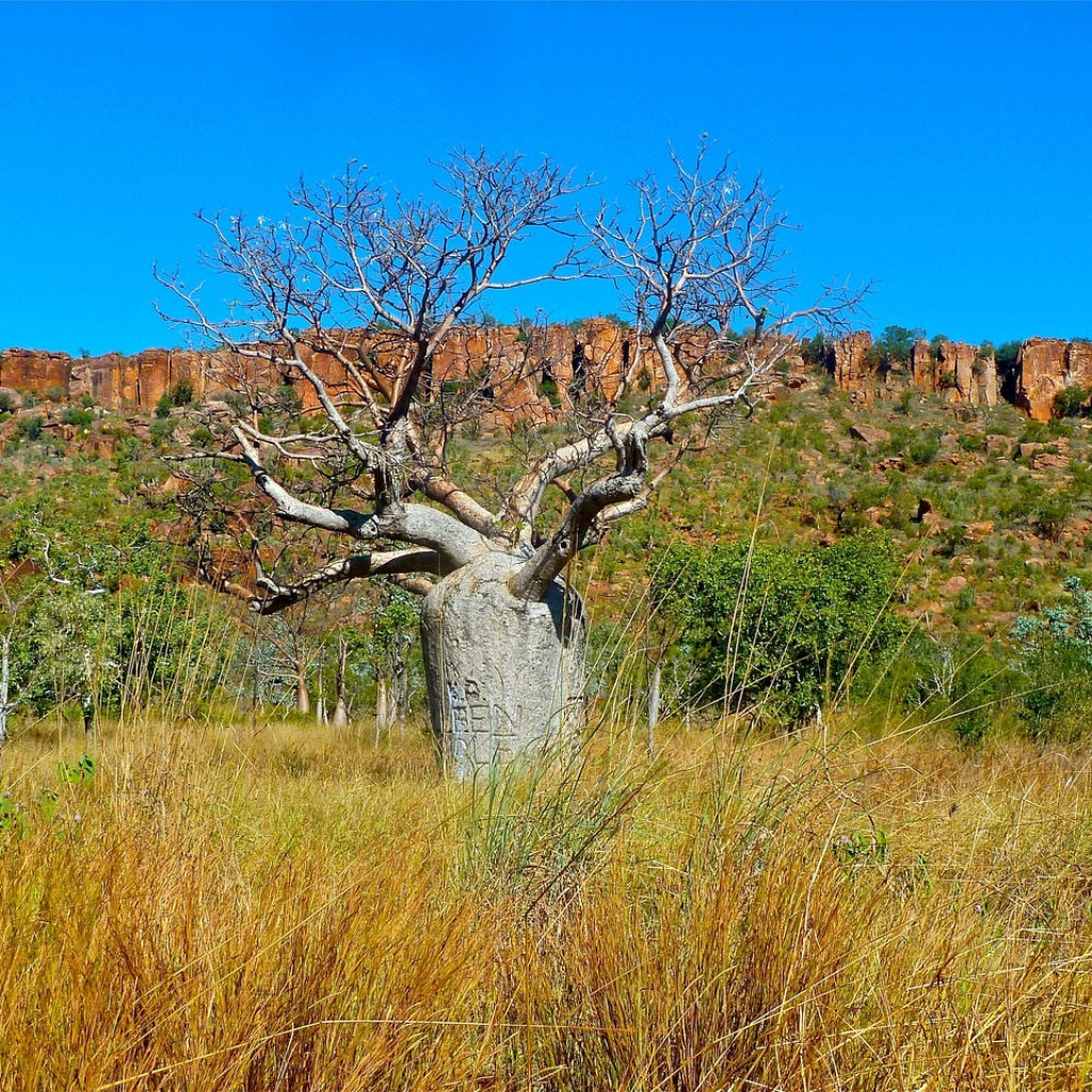 Queensland Flesboom Zaden
