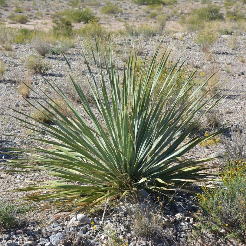 Yucca Glauca zaden