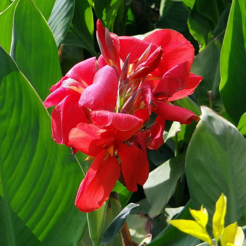 Canna Indica Zaden