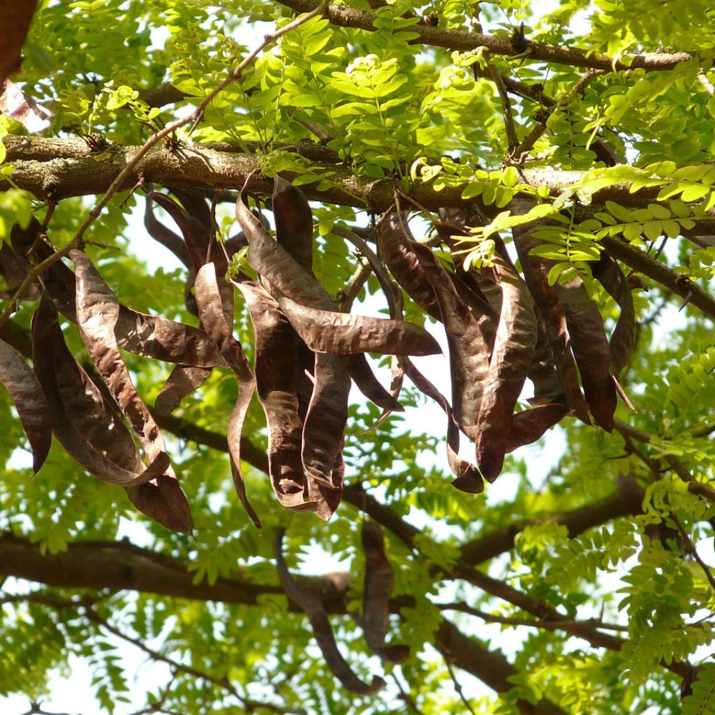 Johannesbroodboom zaden - Zadenbox x Shangrila Ecovillage