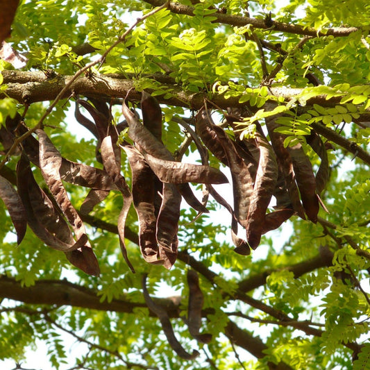 Johannesbroodboom zaden - Zadenbox x Shangrila Ecovillage
