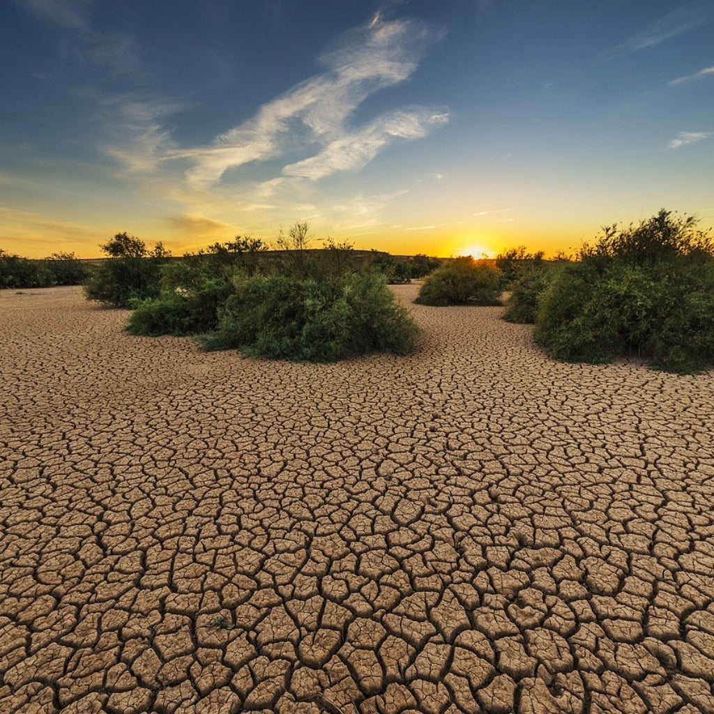 Droogtebestendige planten en zaden