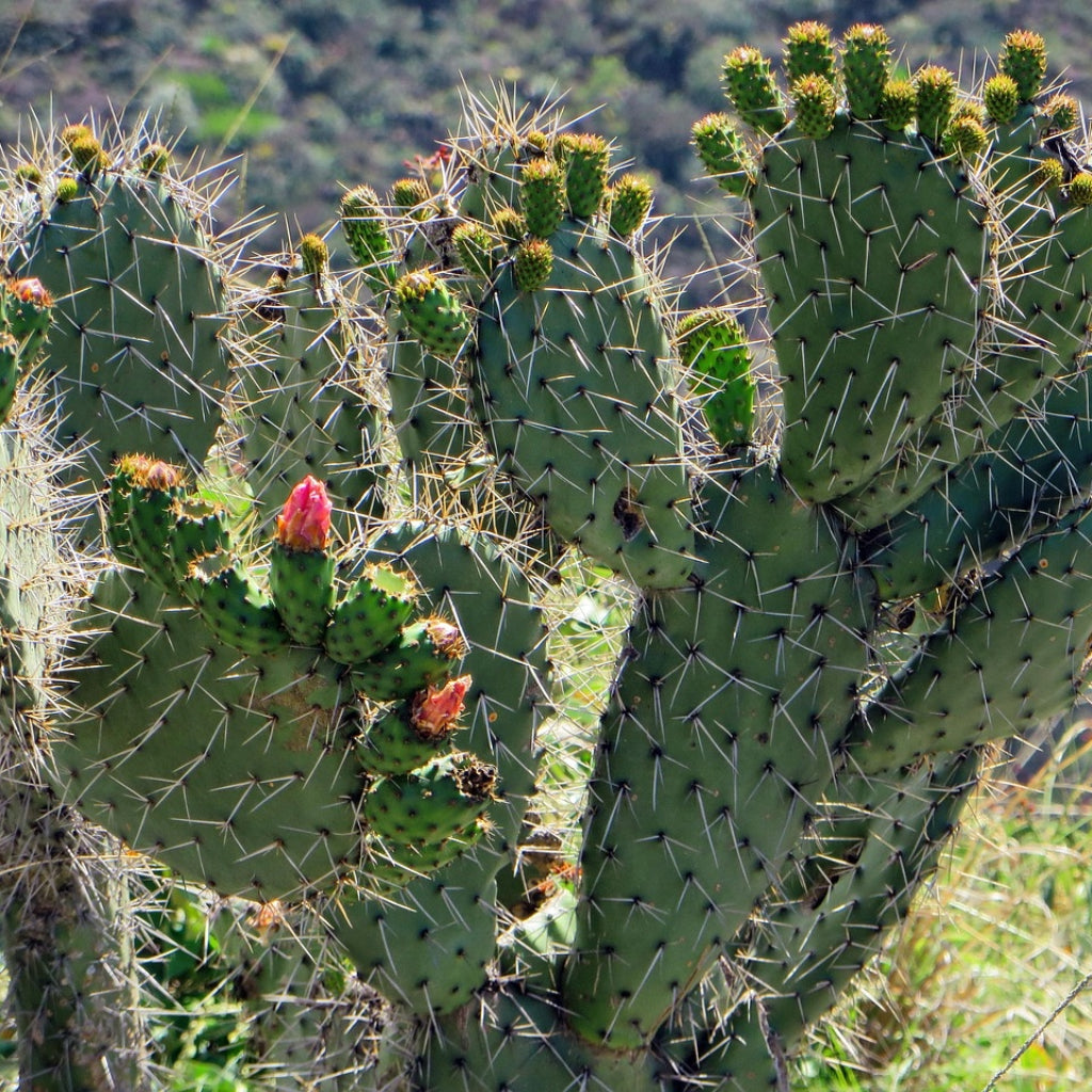 Beverstaart Cactus - 10 Zaden