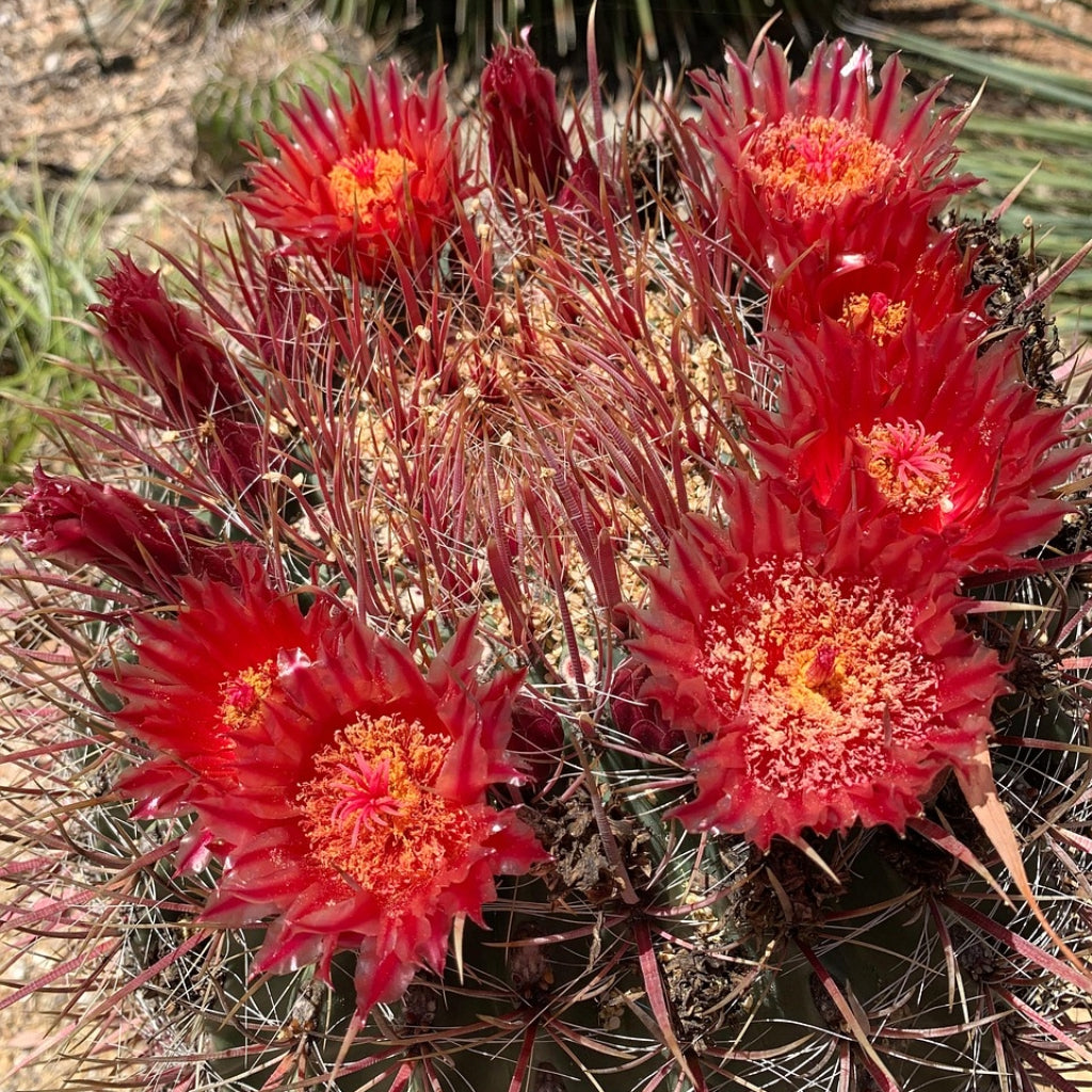 Ferocactus Wislizeni - 10 Zaden