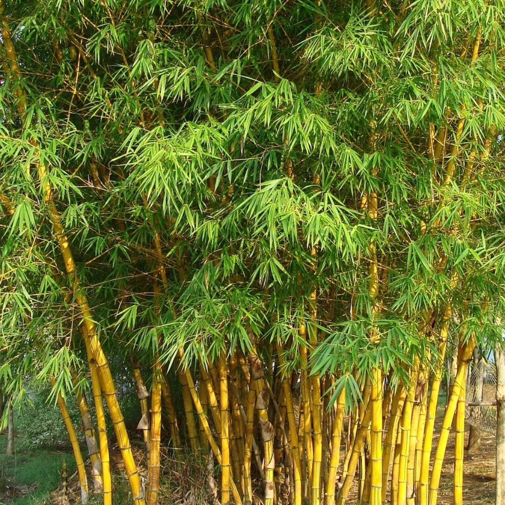 Bambusa Bambos - 10 Zaden