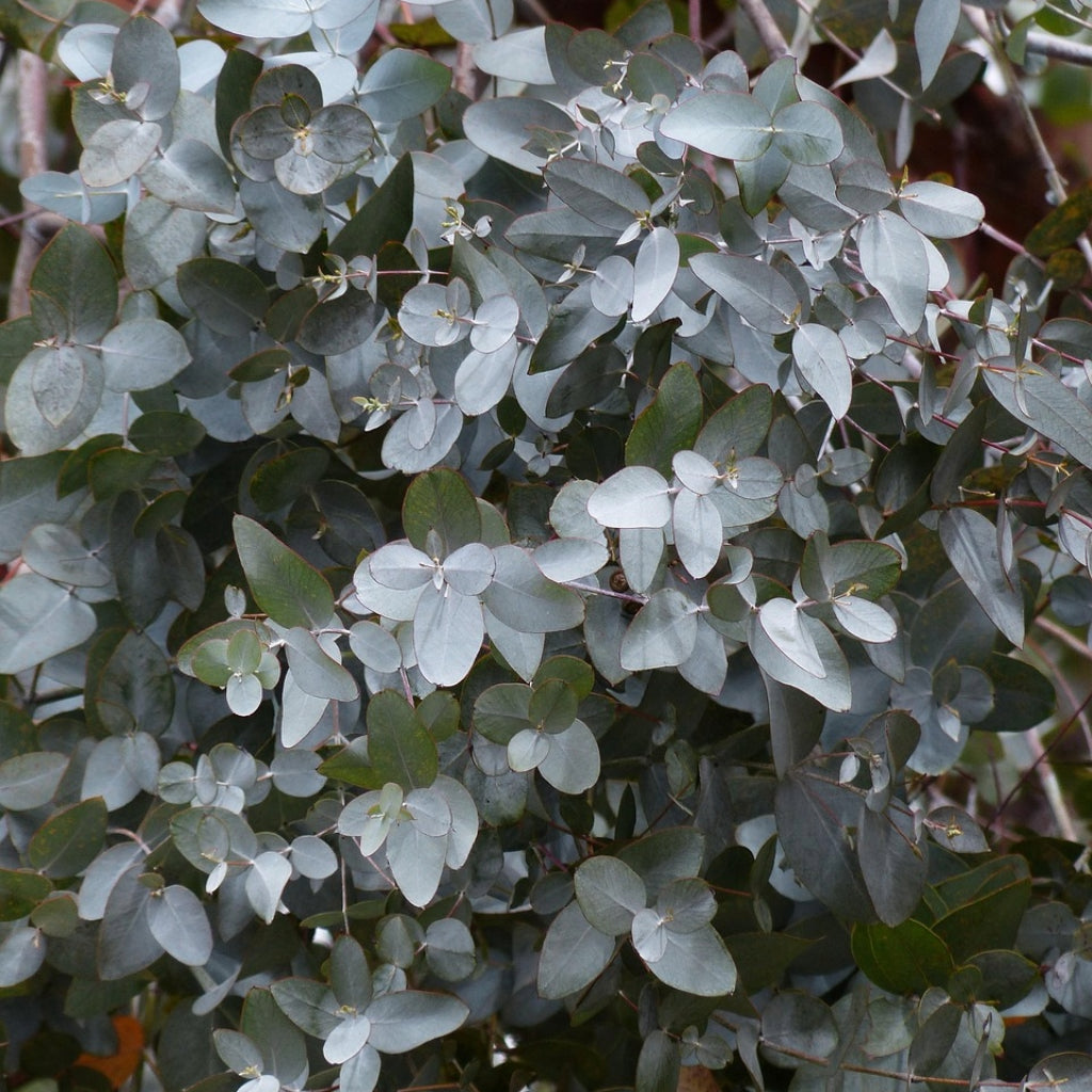 Eucalyptus Zaden